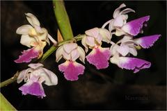 Aerides crispum